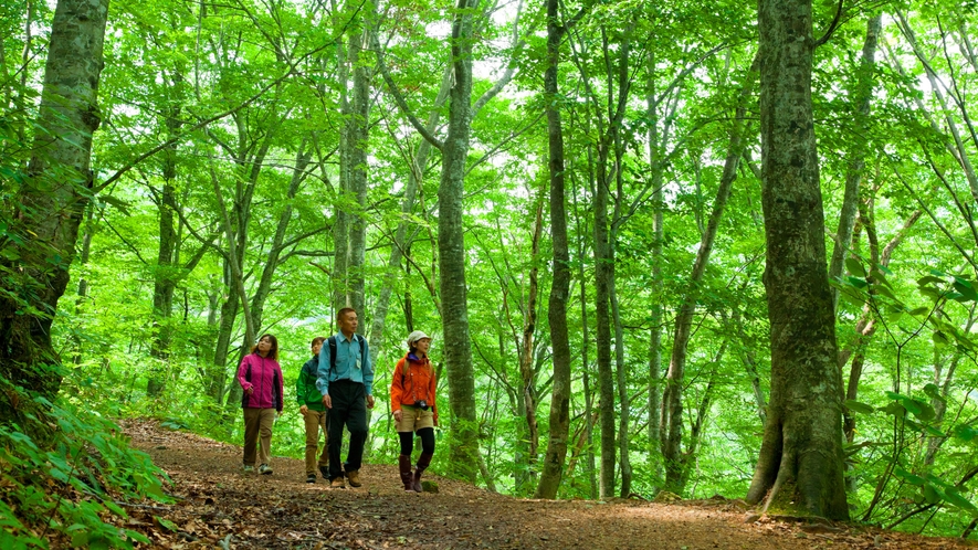 *夏の白神山地／青々と光る世界遺産の森の中を散策。静かなやさしい時間が流れます。