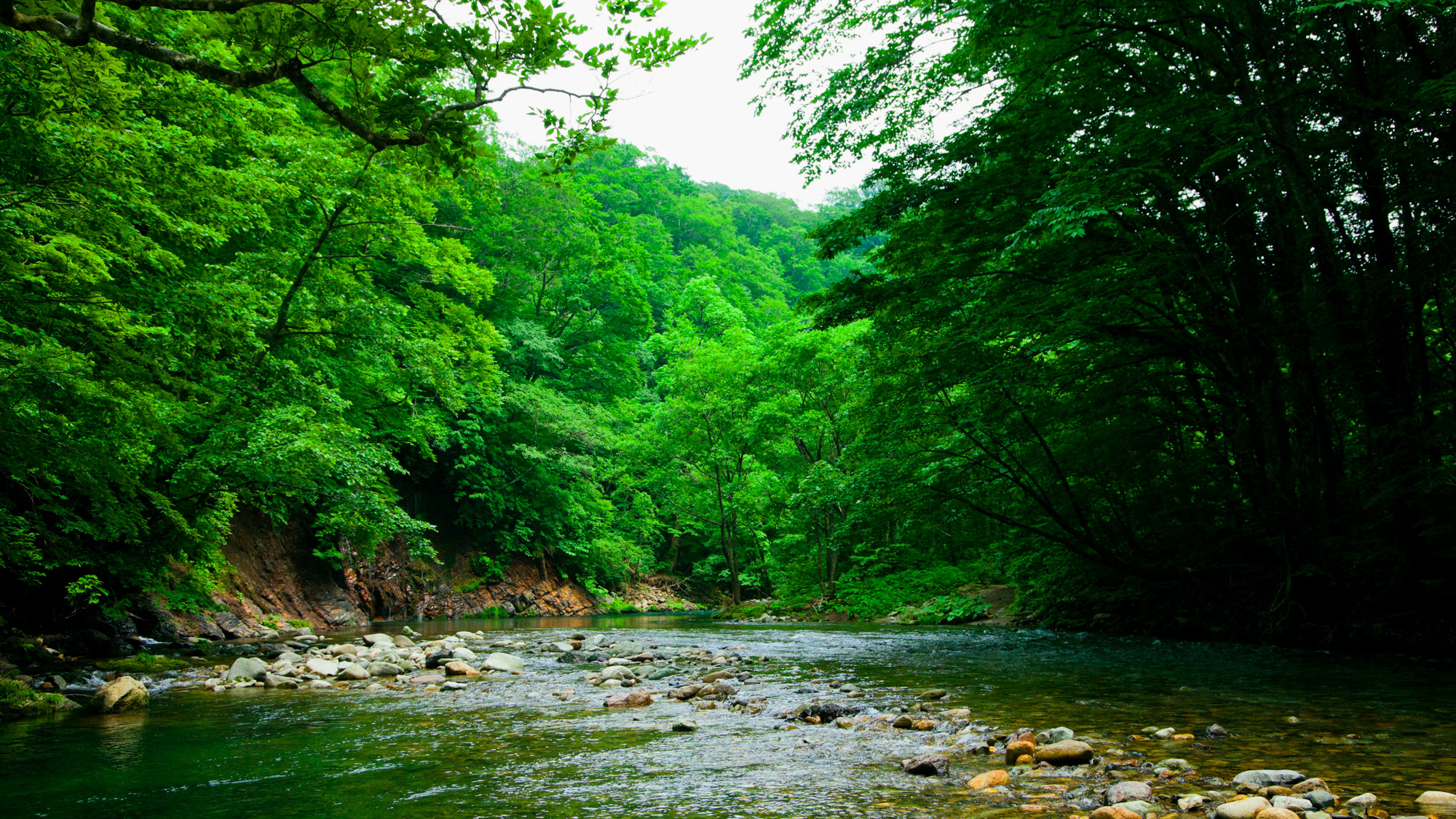 *夏の白神山地／森の中は爽やかで心地よい風が吹いています。夏の暑さを忘れてリフレッシュ！