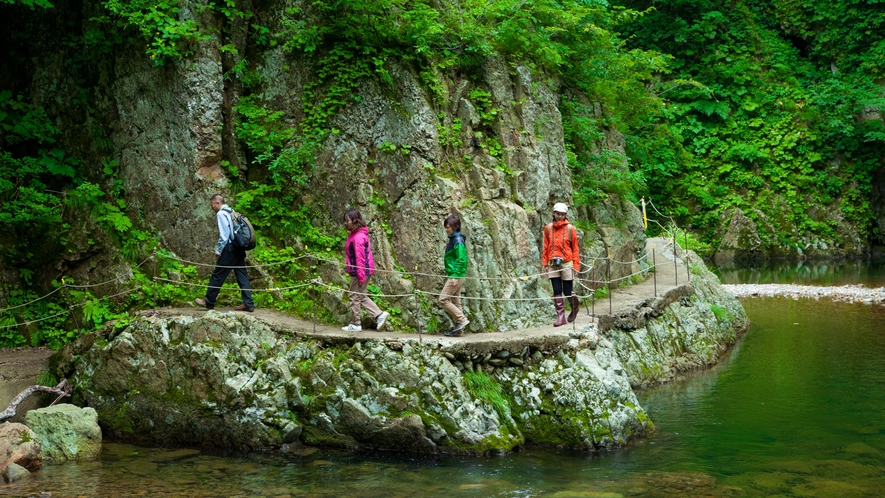 *夏の白神山地／コースはレベルに応じて各種ございます。お気軽にご相談ください。