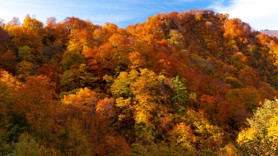 *秋の白神山地／赤、黄、橙色、鮮やかな色彩が魅力の白神山地の紅葉です！