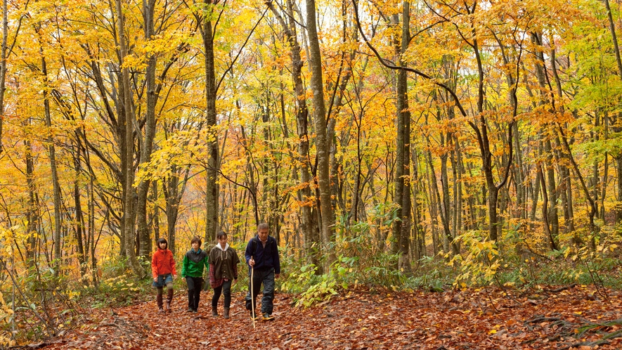 *秋の白神山地／美しく色付くブナ林の中を散策。紅葉の季節は人気の観光シーズンです♪