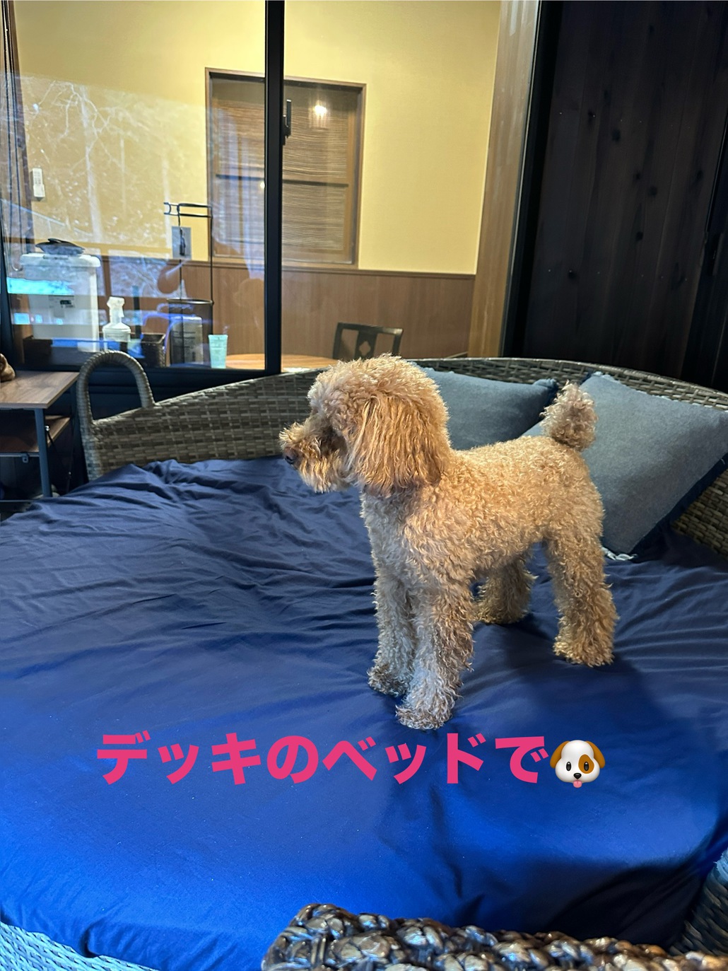 【ペット】☆ワンちゃんと一緒！絶景の露天風呂付特別室　素泊まりフ゜ラン【アウト10時】