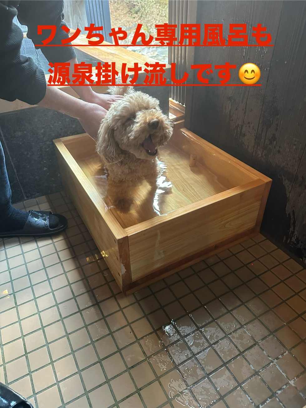 【ペット】☆ワンちゃんと一緒！絶景の露天風呂付特別室　素泊まりフ゜ラン【アウト10時】