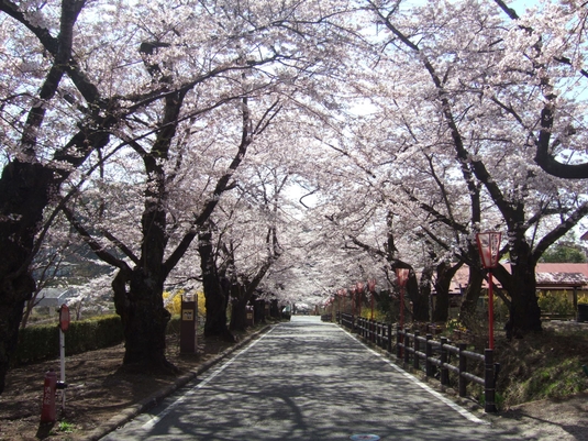 【春旅】花いっぱいの福島へ！1泊2食付創作和食膳＋ハーフバイキングプラン