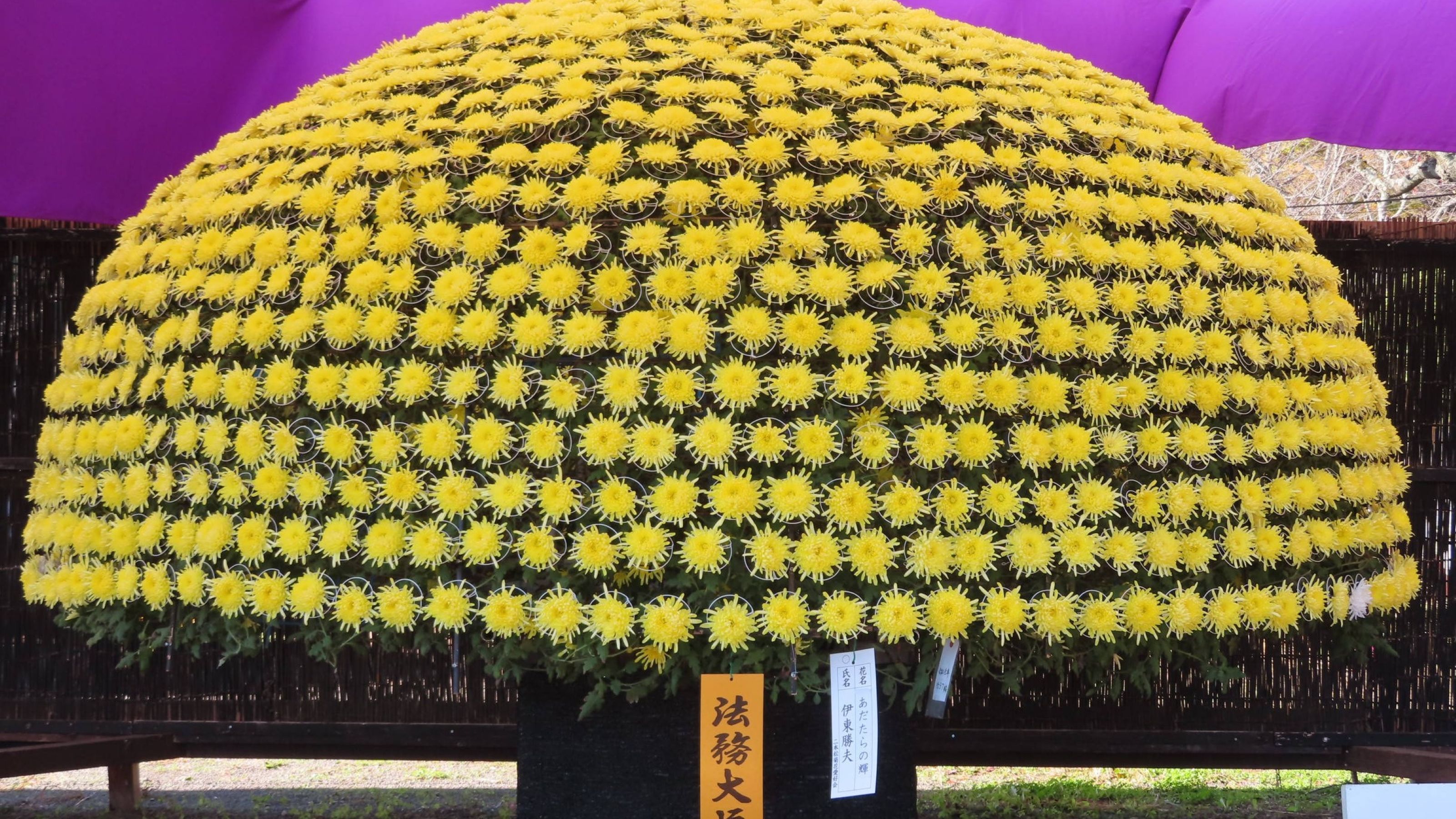 二本松の菊人形まつり