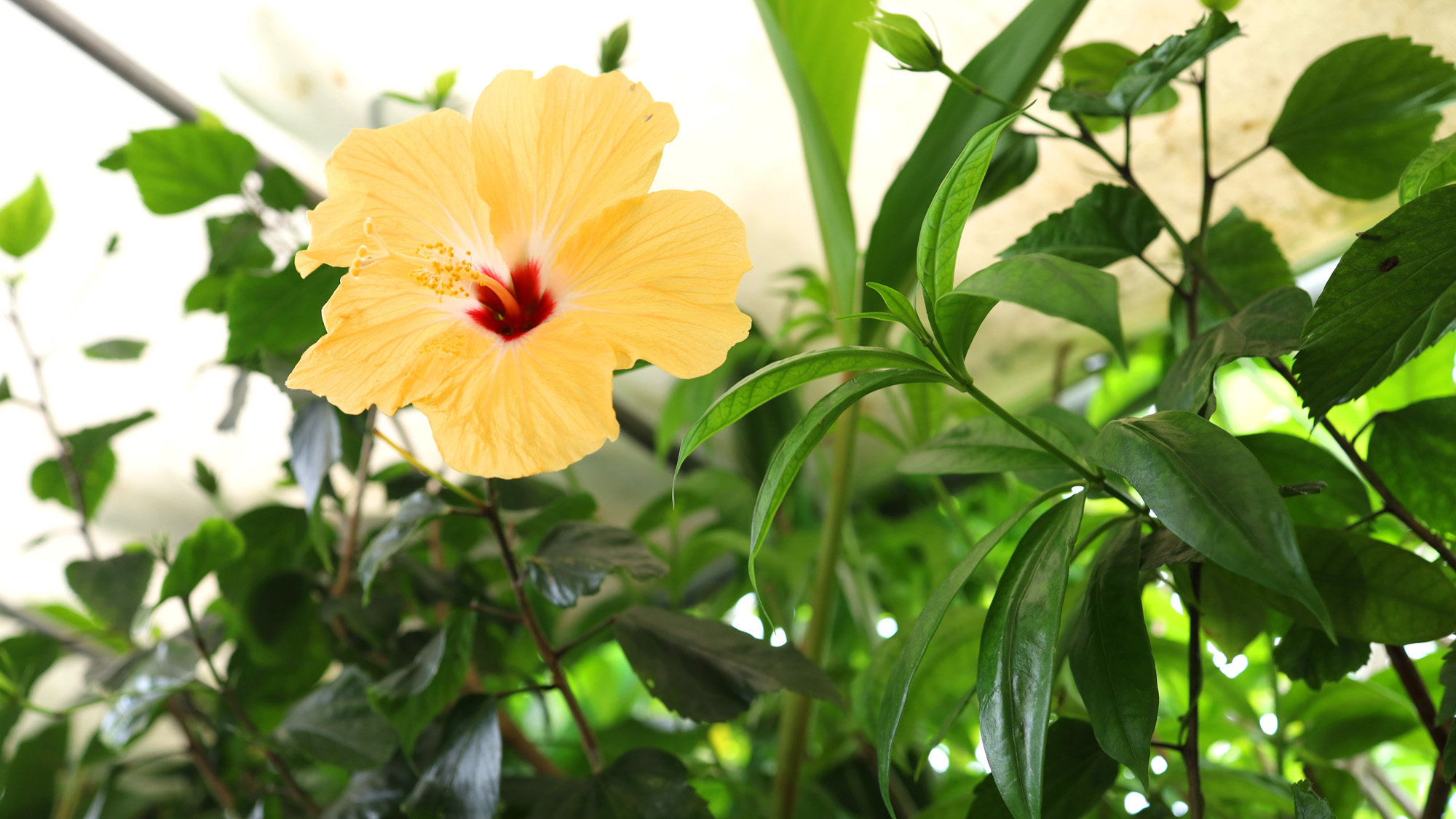 【一棟貸切】沖縄伝統古民家ステイ　島の心「うとぅいむち」を感じながら島んちゅの日常を体験