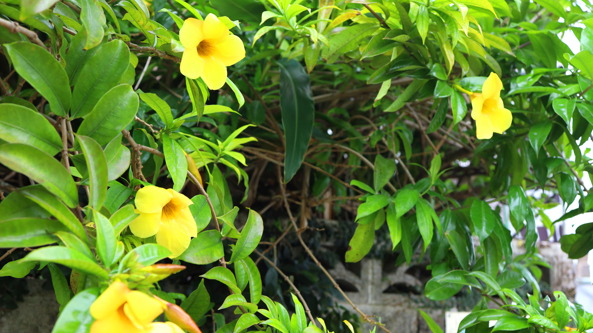 【イメージ】パーラーの名前にもなっているアラマンダの花