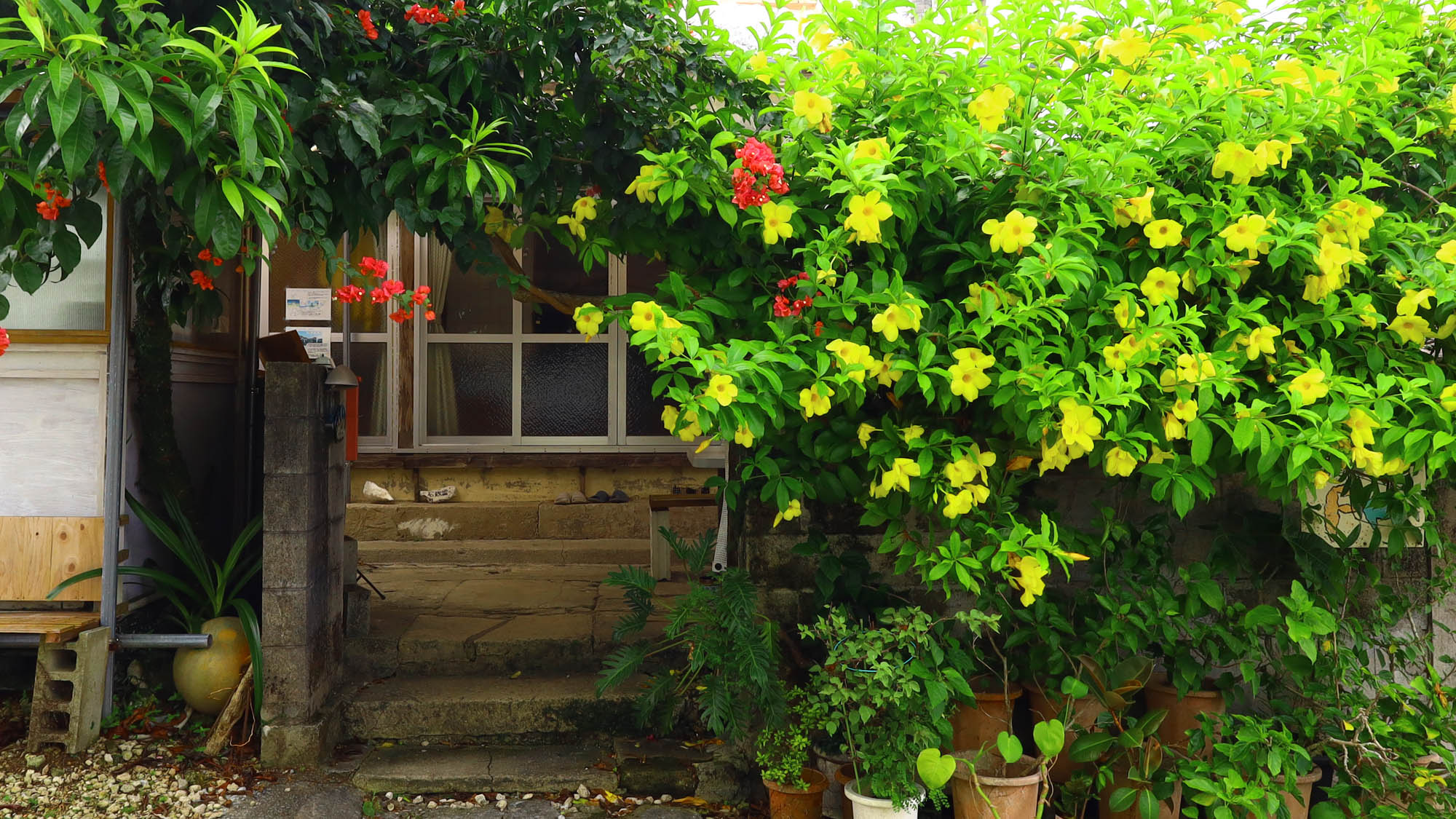 【入口】アラマンダとハイビスカスのトンネルが皆様をお出迎えいたします