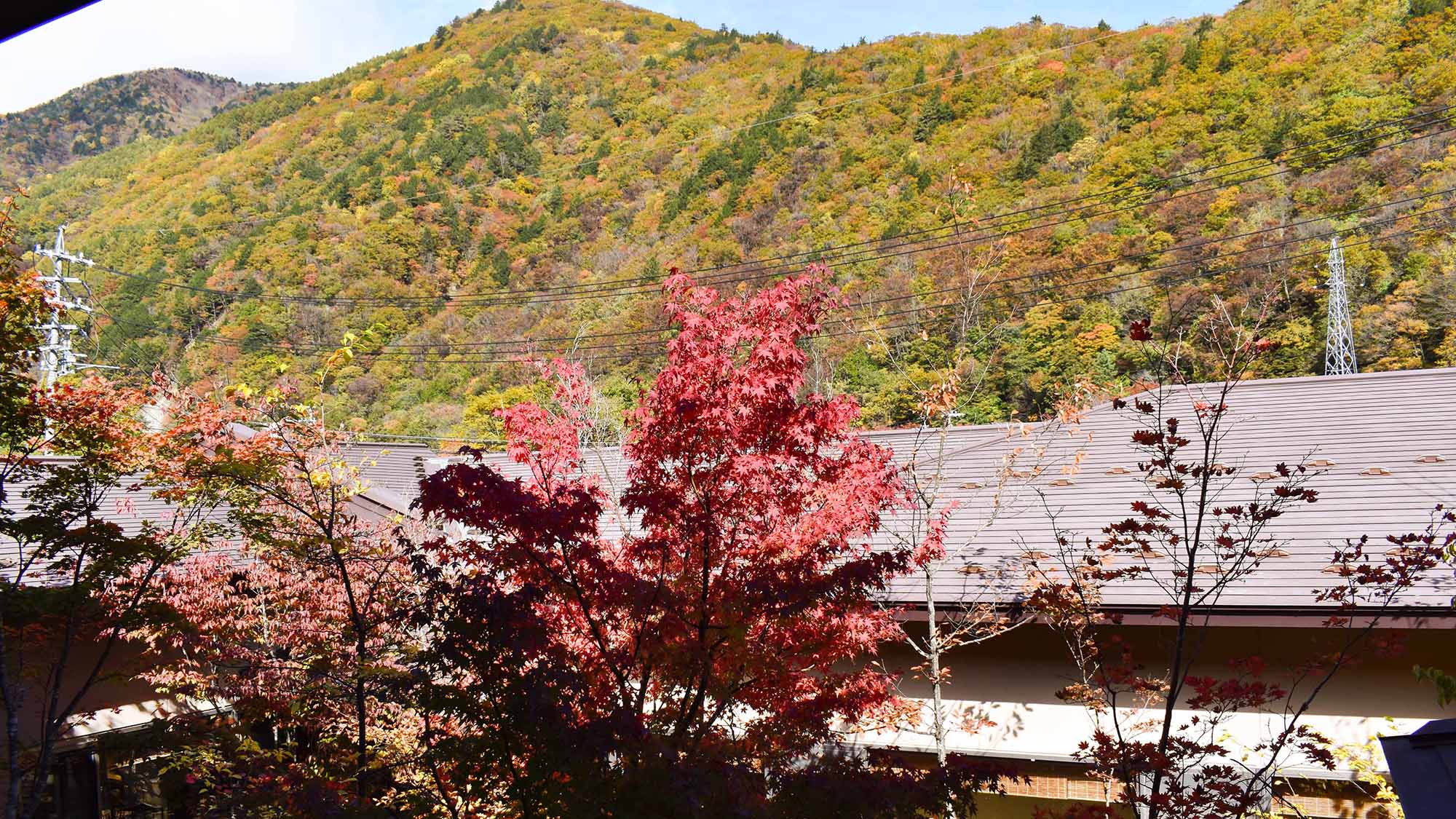 ・【中庭　秋】中庭の紅葉も赤く染まります