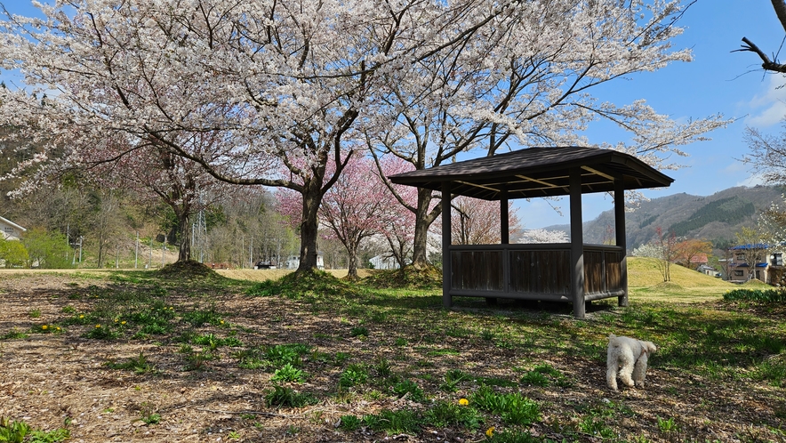 2024.4.20　関川脇公園桜