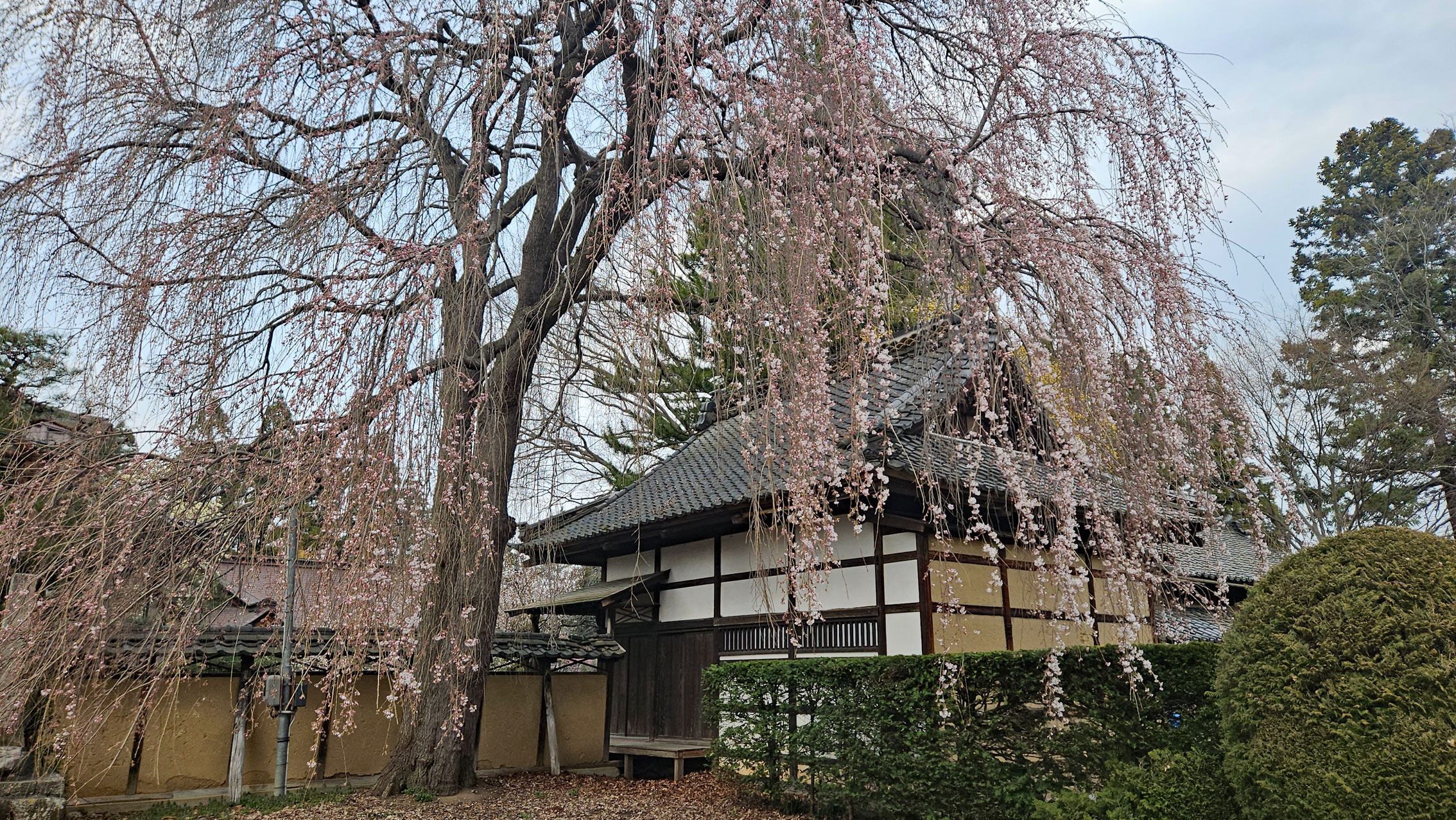 20260330_小布施【龍雲寺】枝垂れ桜