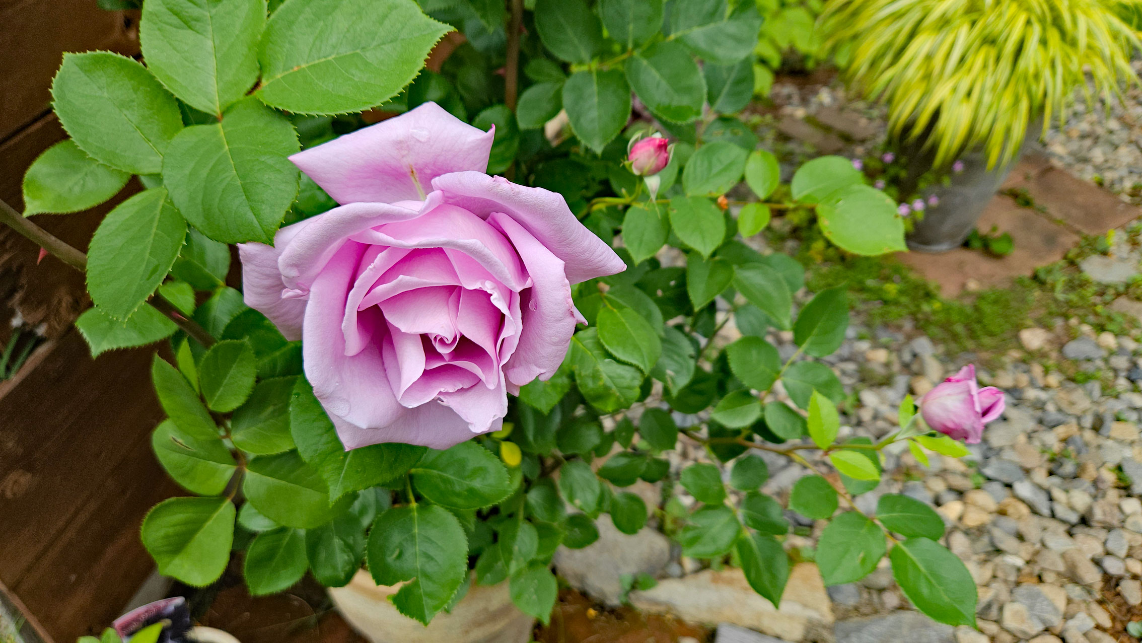 20260602_３年目の薔薇
