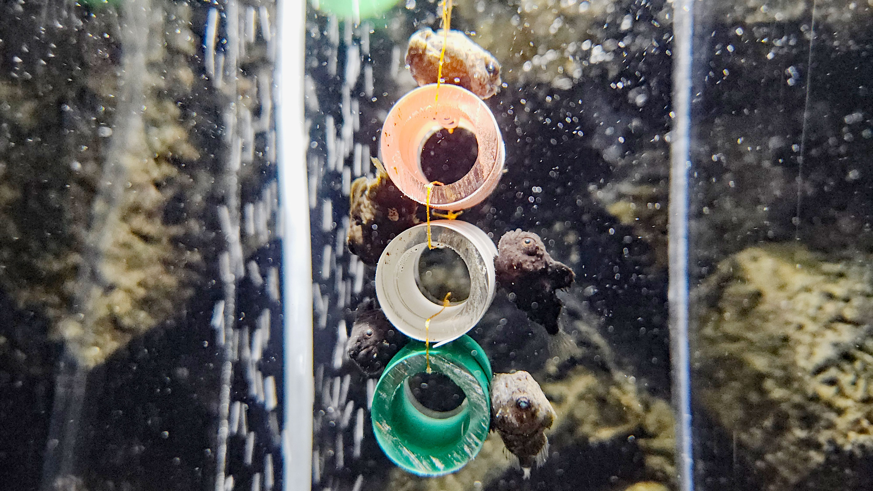 20250429　サクラダンゴウオの稚魚　【上越市立水族博物館　うみがたり】