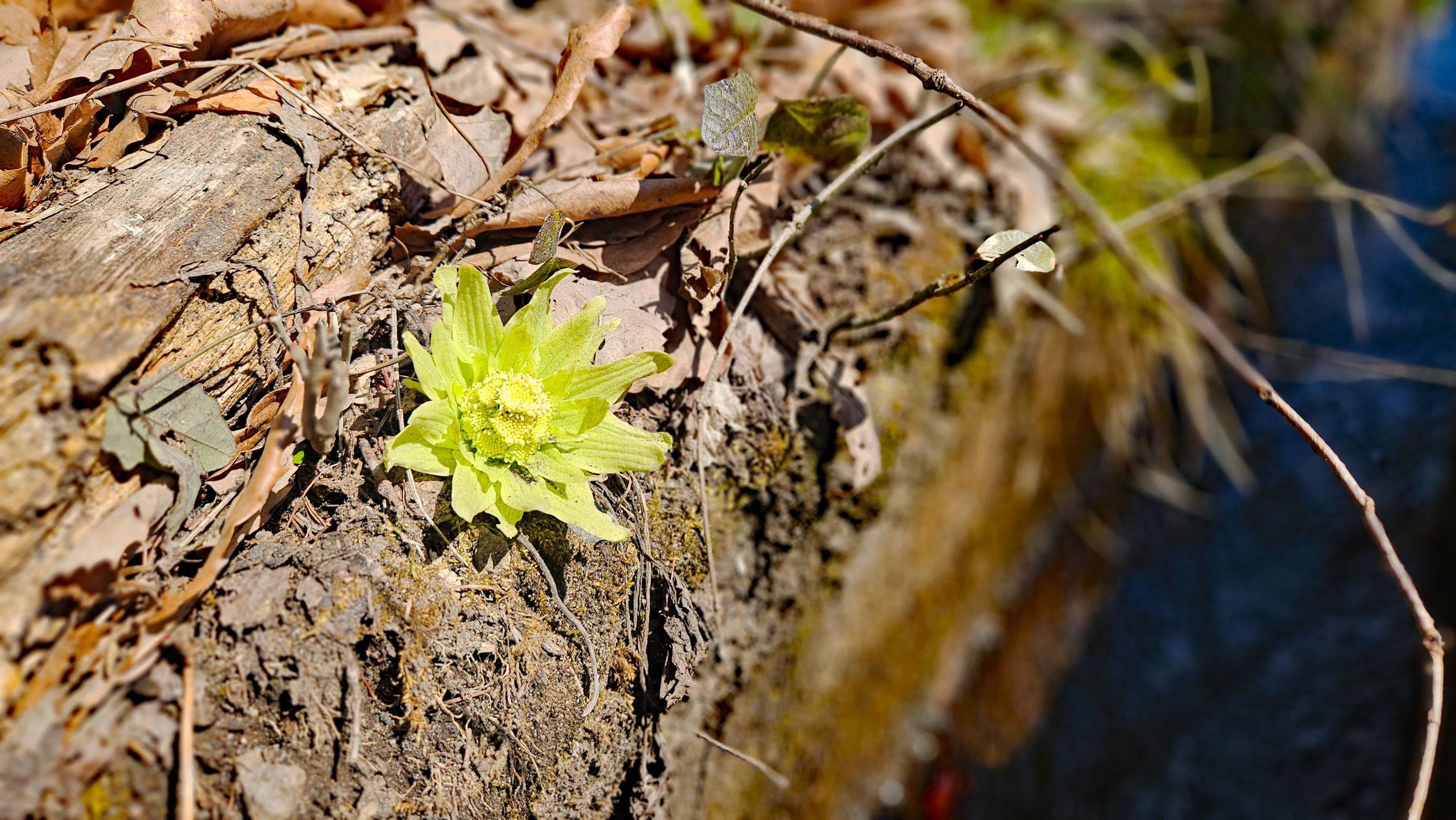 20260317_フキノトウ