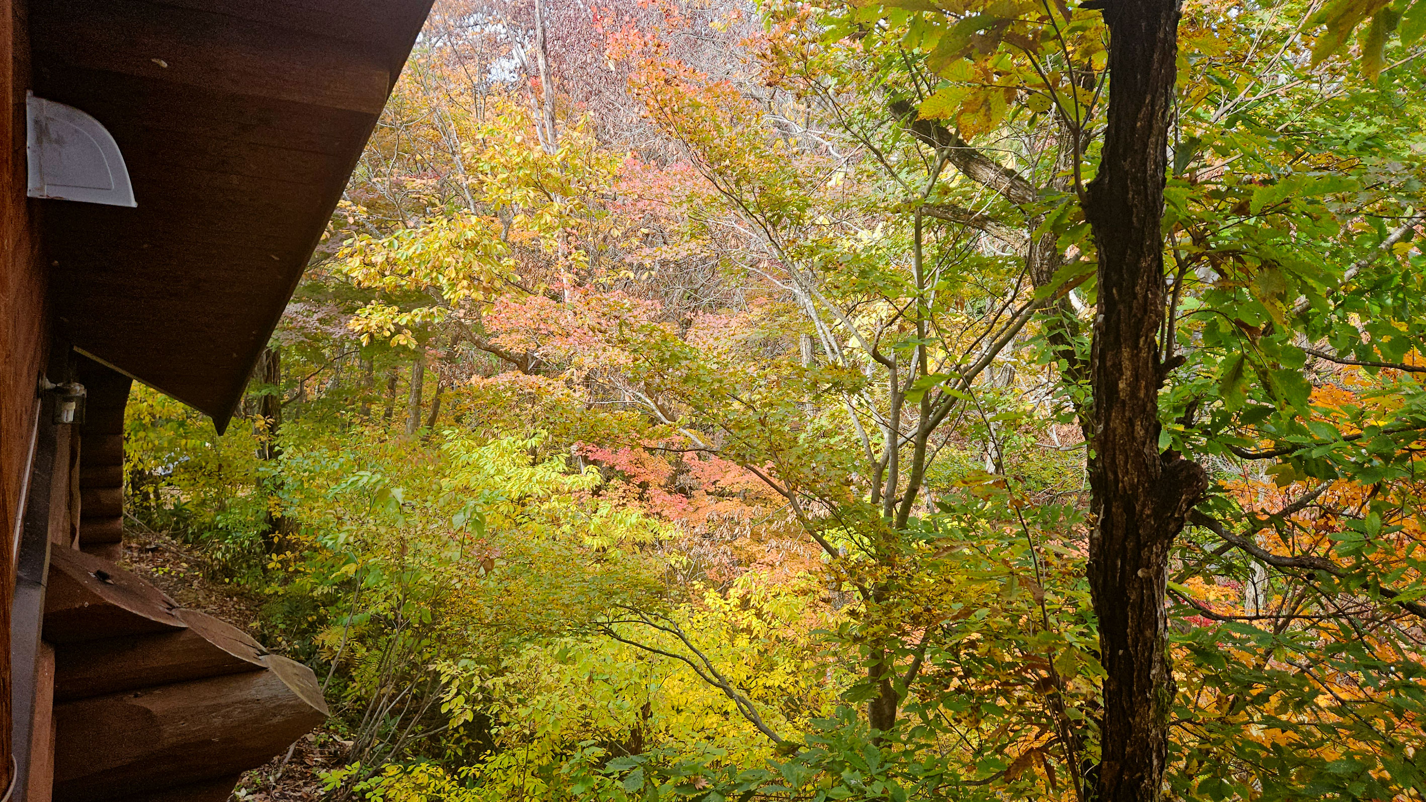 20251101_202号室窓より眺めた紅葉