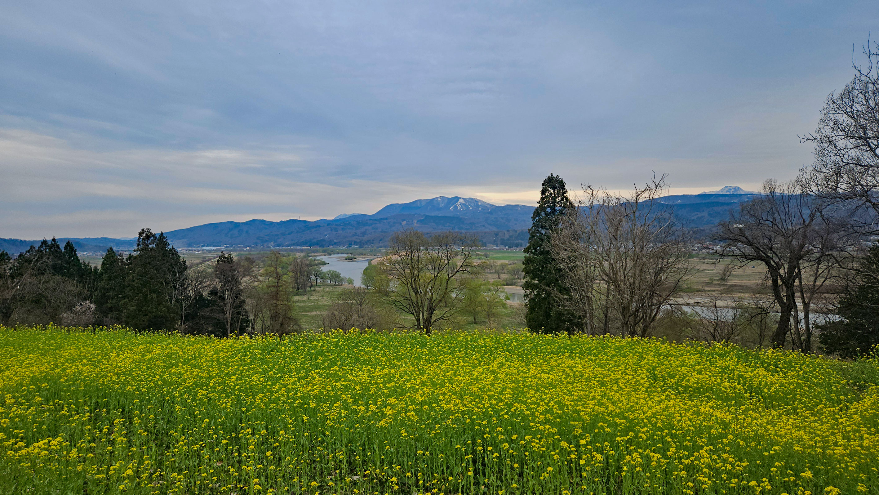 20260409_菜の花公園1