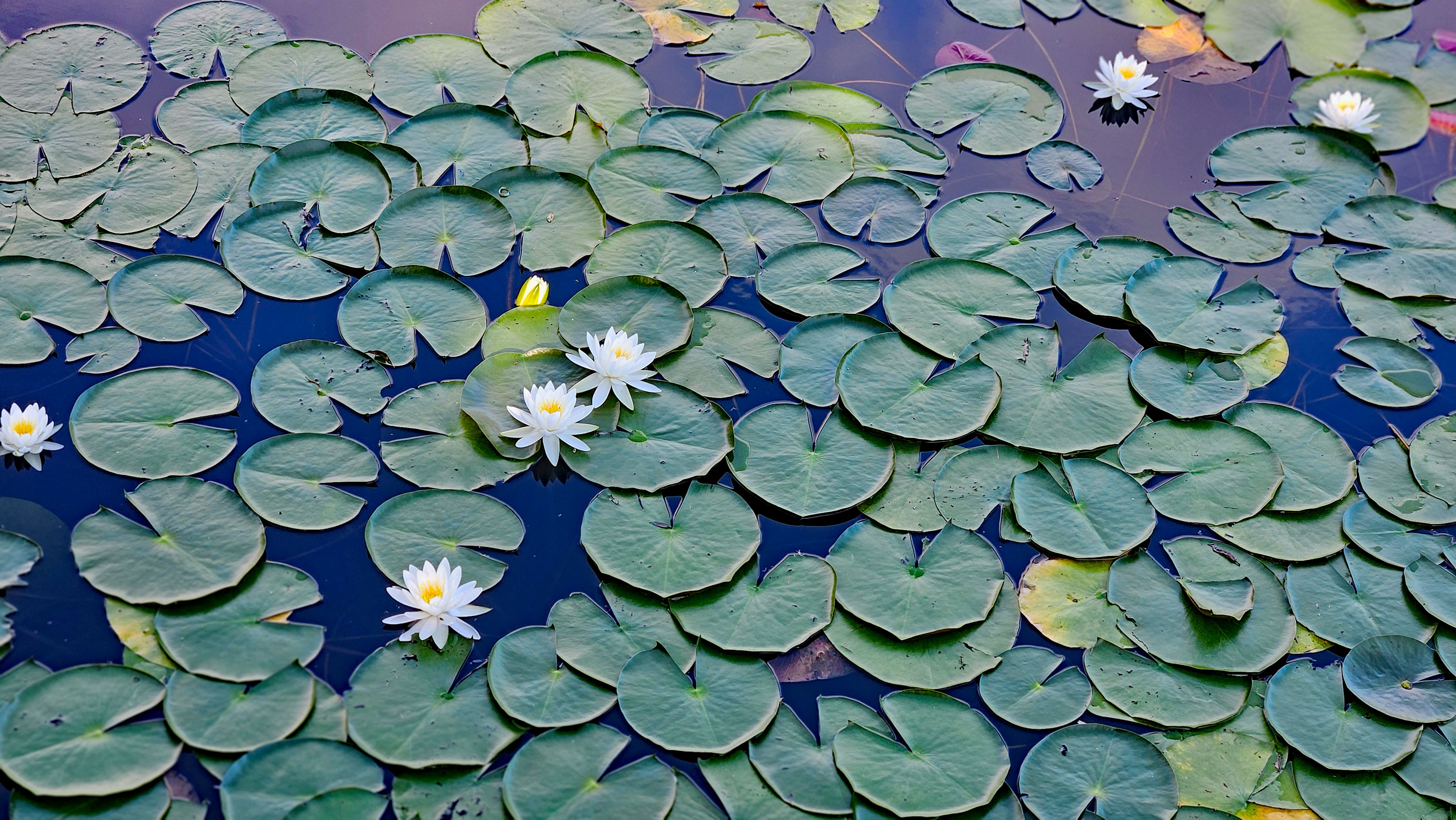 20250907_いもり池に咲くスイレン