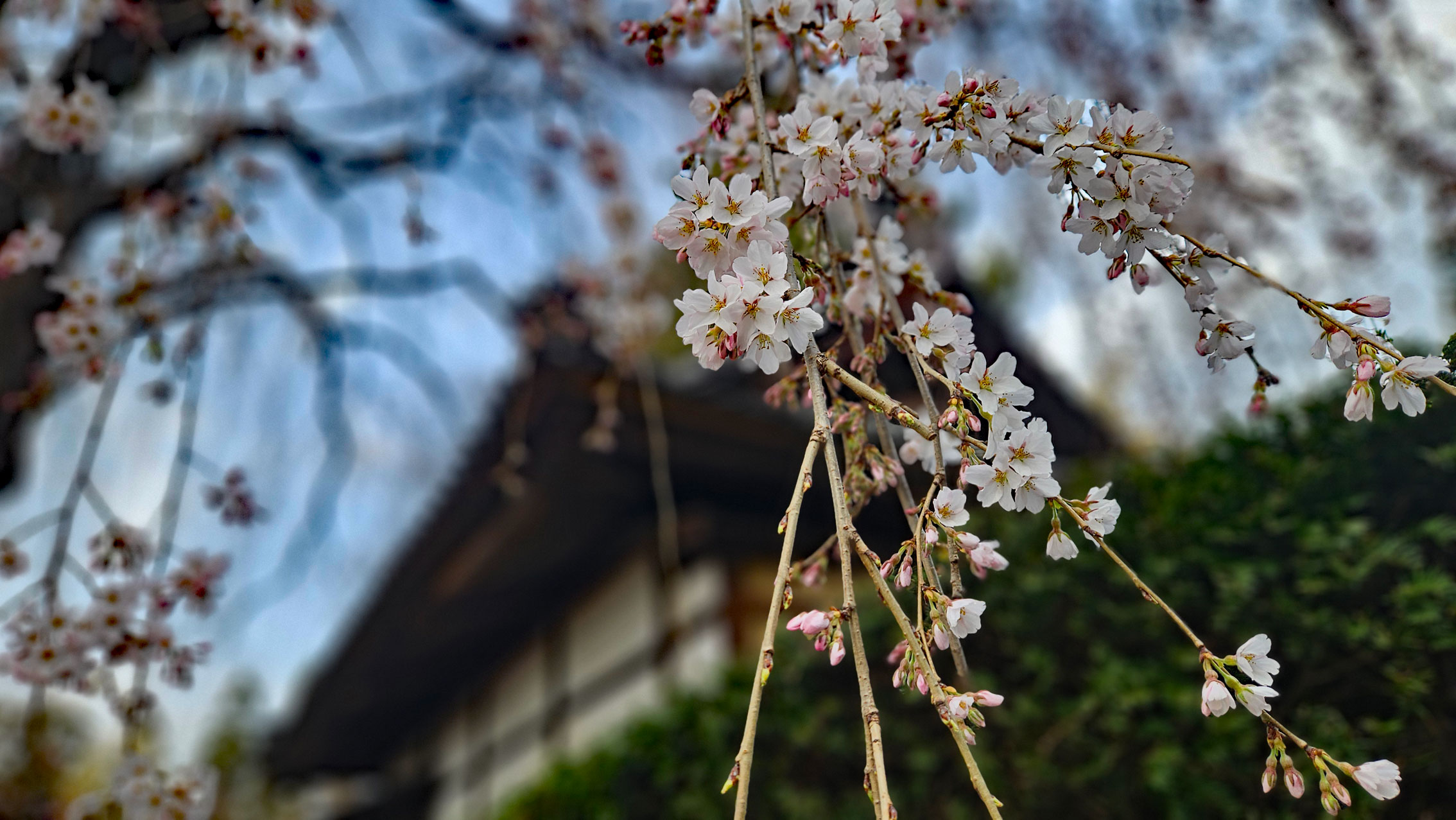 20260330_枝垂れ桜