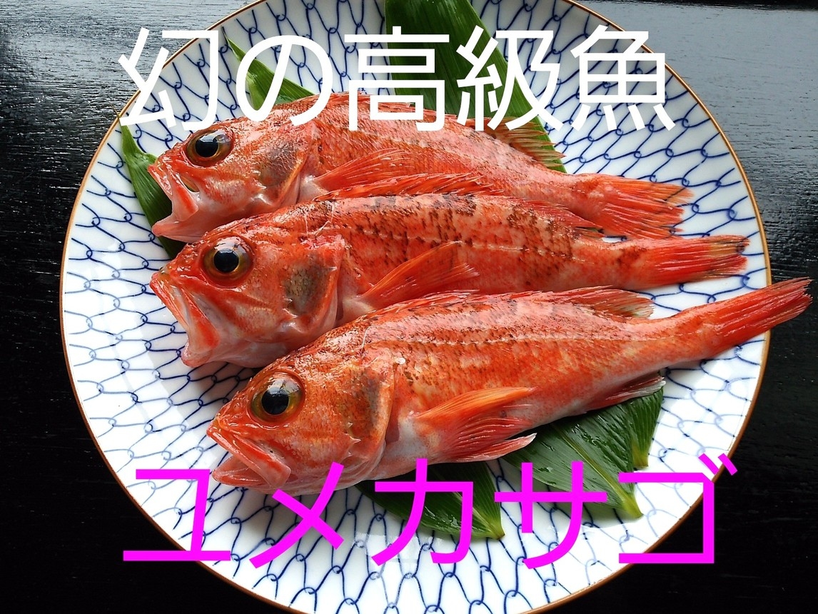 幻の高級魚　ユメカサゴの塩焼き付海鮮プラン