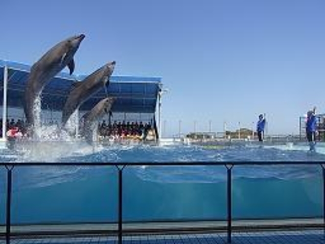 イルカショー（越前松島水族館）歩いて１分