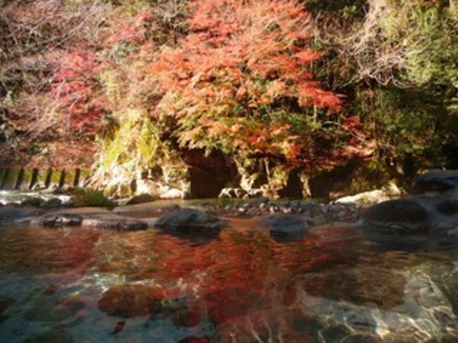 露天紅葉