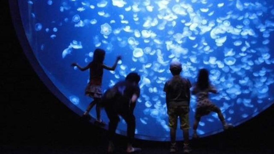 ■【加茂水族館】山形県唯一の水族館。クラゲの展示種類数で世界一を誇るクラゲ水族館です（お車6分）
