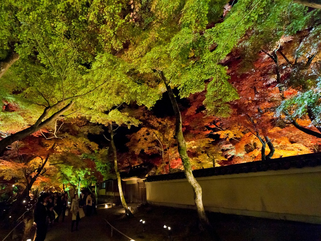 嵐山の秋を彩る、宝厳院ライトアップ