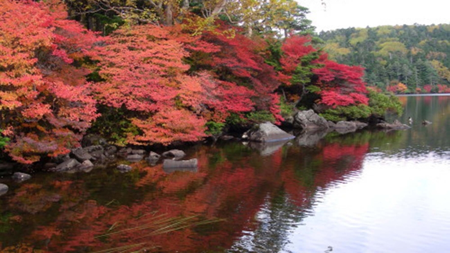 ・秋には白駒池に紅葉が映えます。