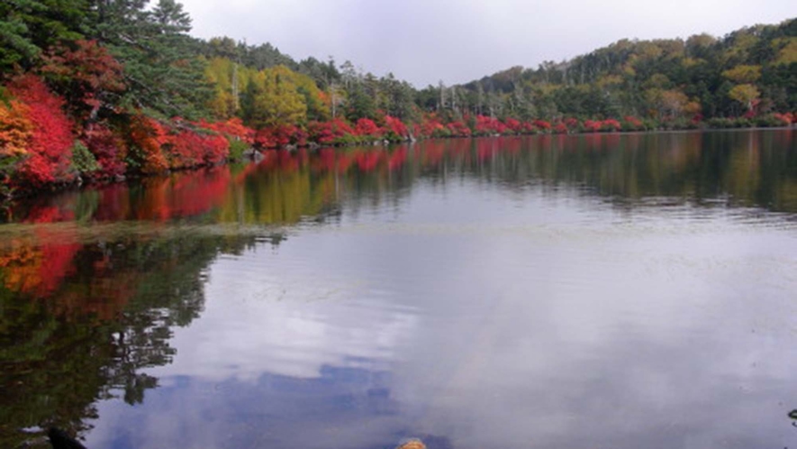 ・秋には白駒池に紅葉が映えます。
