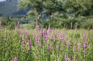 裏磐梯の夏の風物詩　ミソハギ