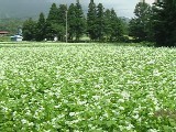 蕎麦