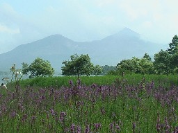 エゾミソハギ　裏磐梯の夏の風物詩　車１分