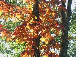 紅葉☆(野鳥の森探勝路)