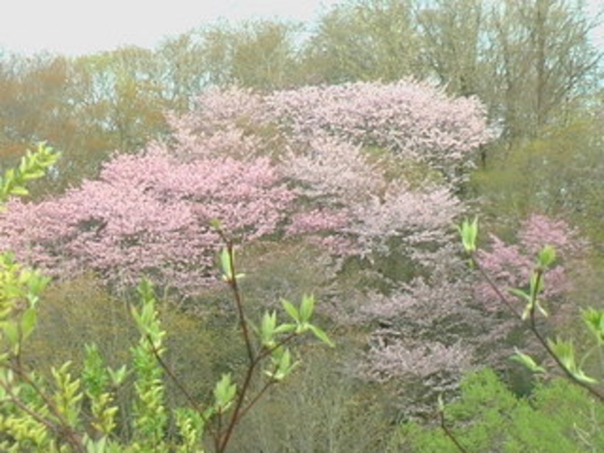 山桜