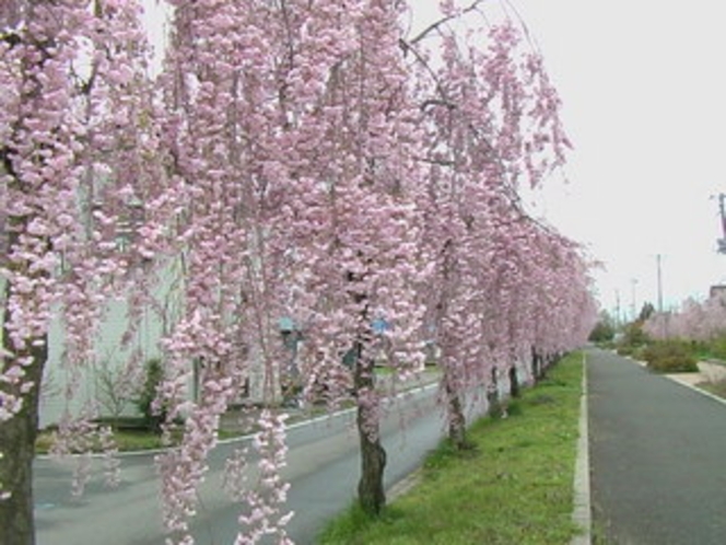 喜多方しだれ桜例年４月中旬～下旬が見頃