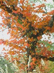 つたうるしの紅葉　当館から車１分。