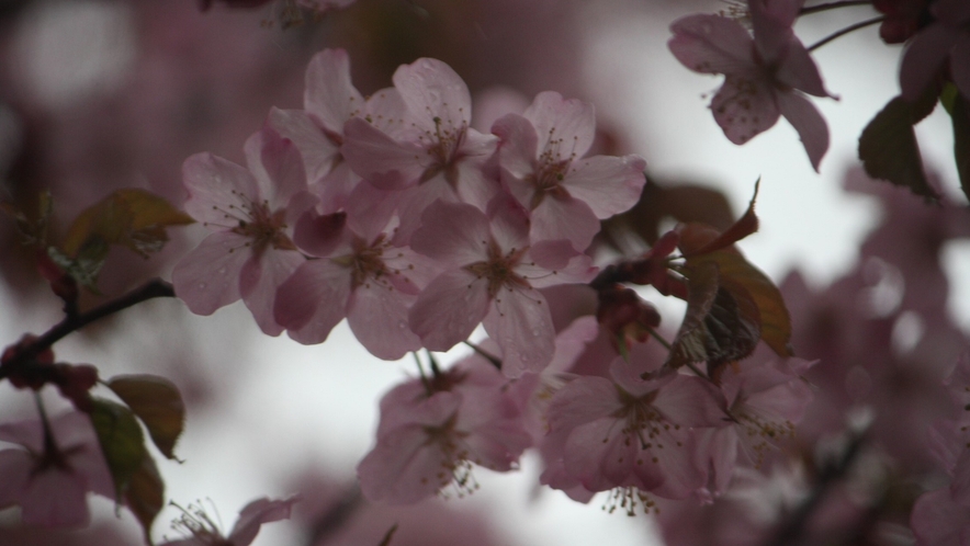 大山桜