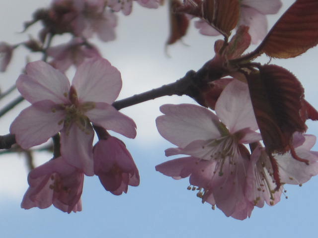 大山桜