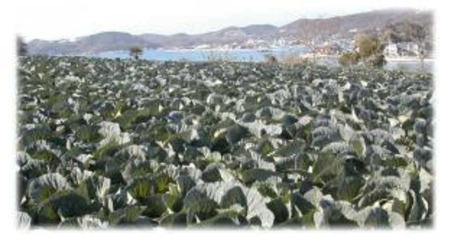 前島の風景・・キャベツ