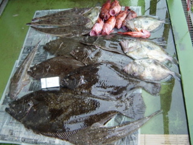 駿河湾で釣れるお魚