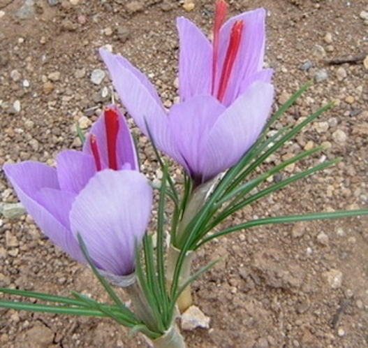 庭に咲いたサフランの花