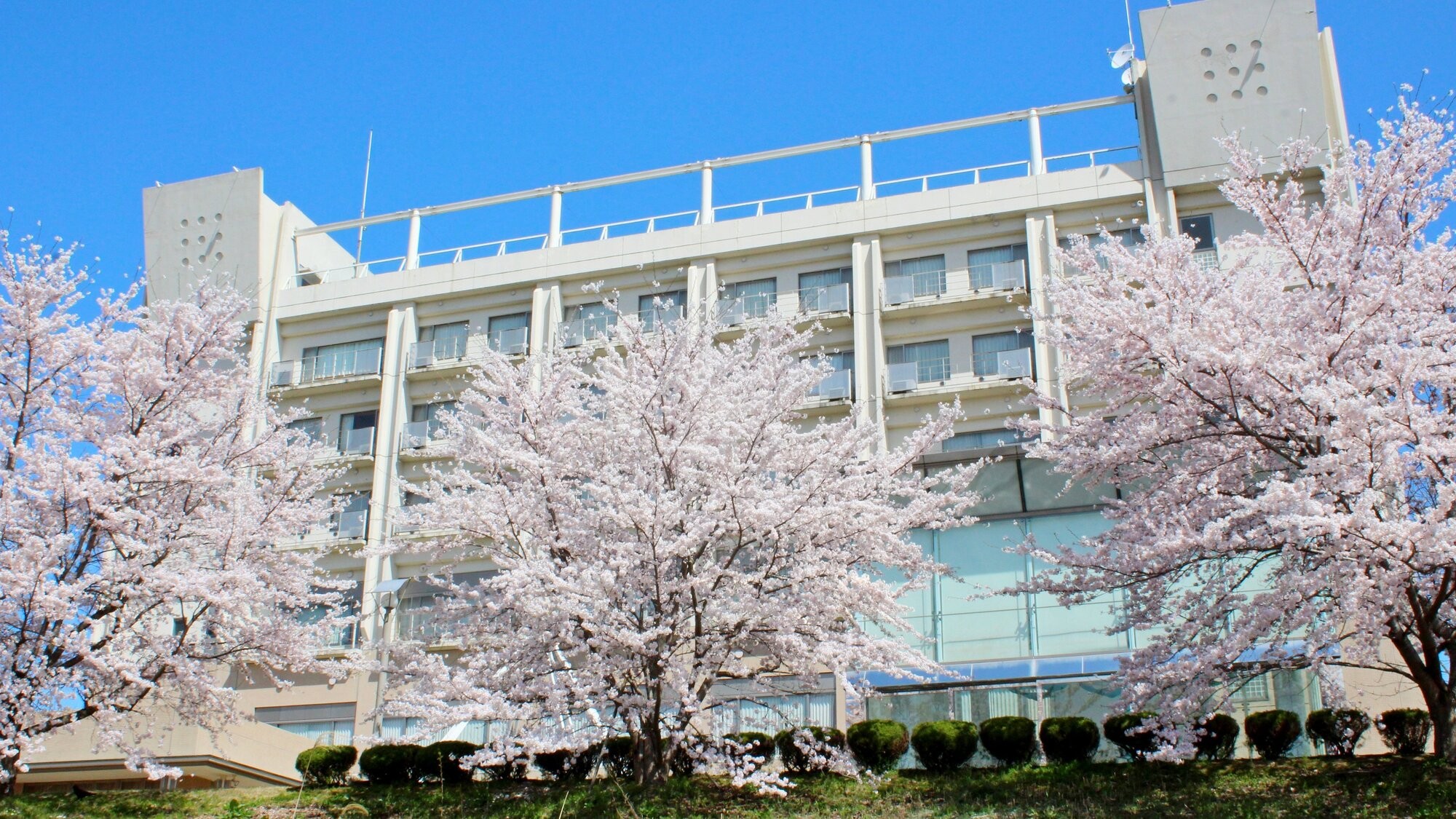 ホテルから望む桜並木！