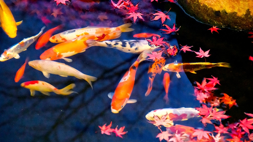 露天風呂の隣の池には色とりどりの鯉たち
