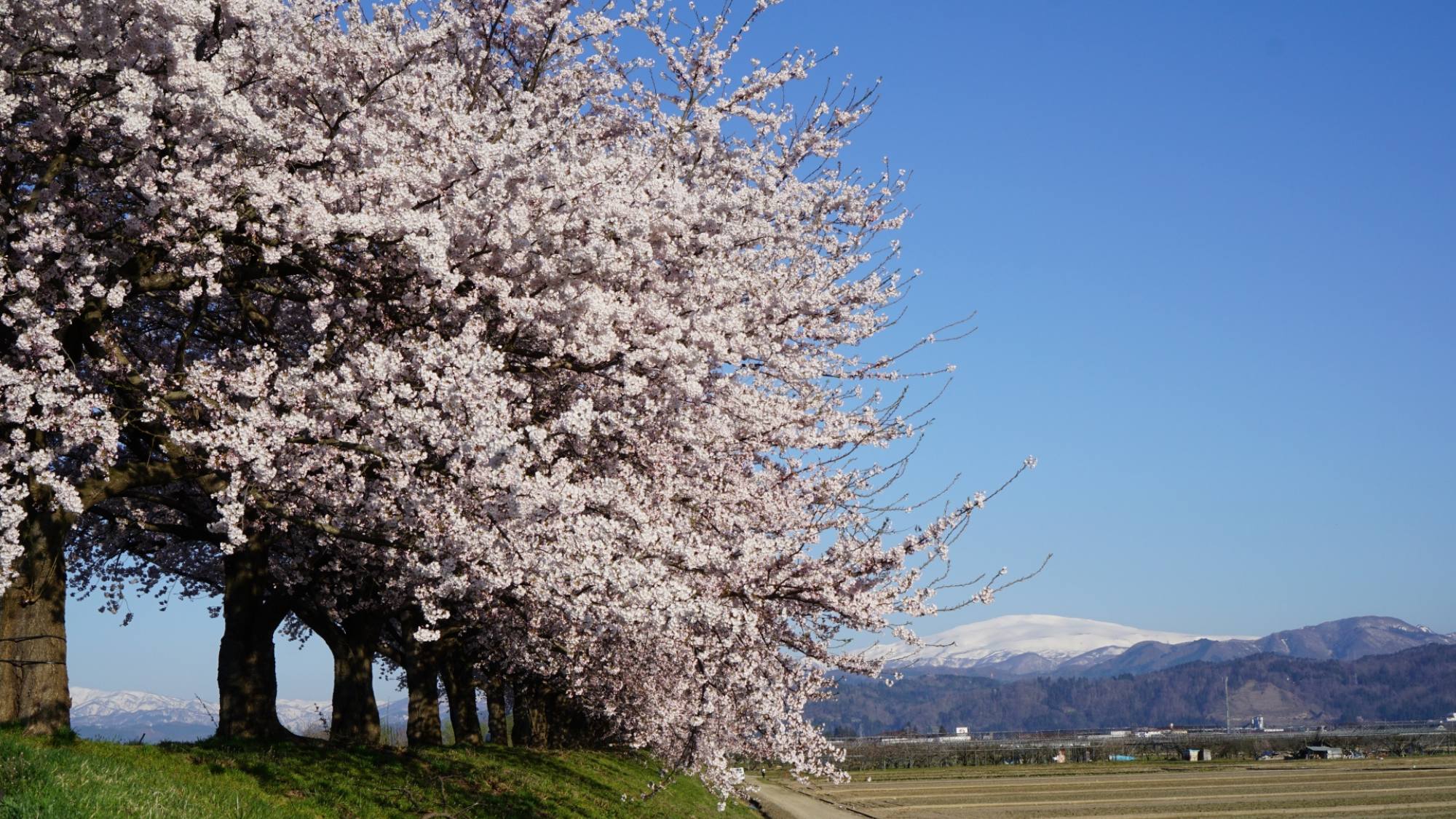 桜並木ごしに見える月山