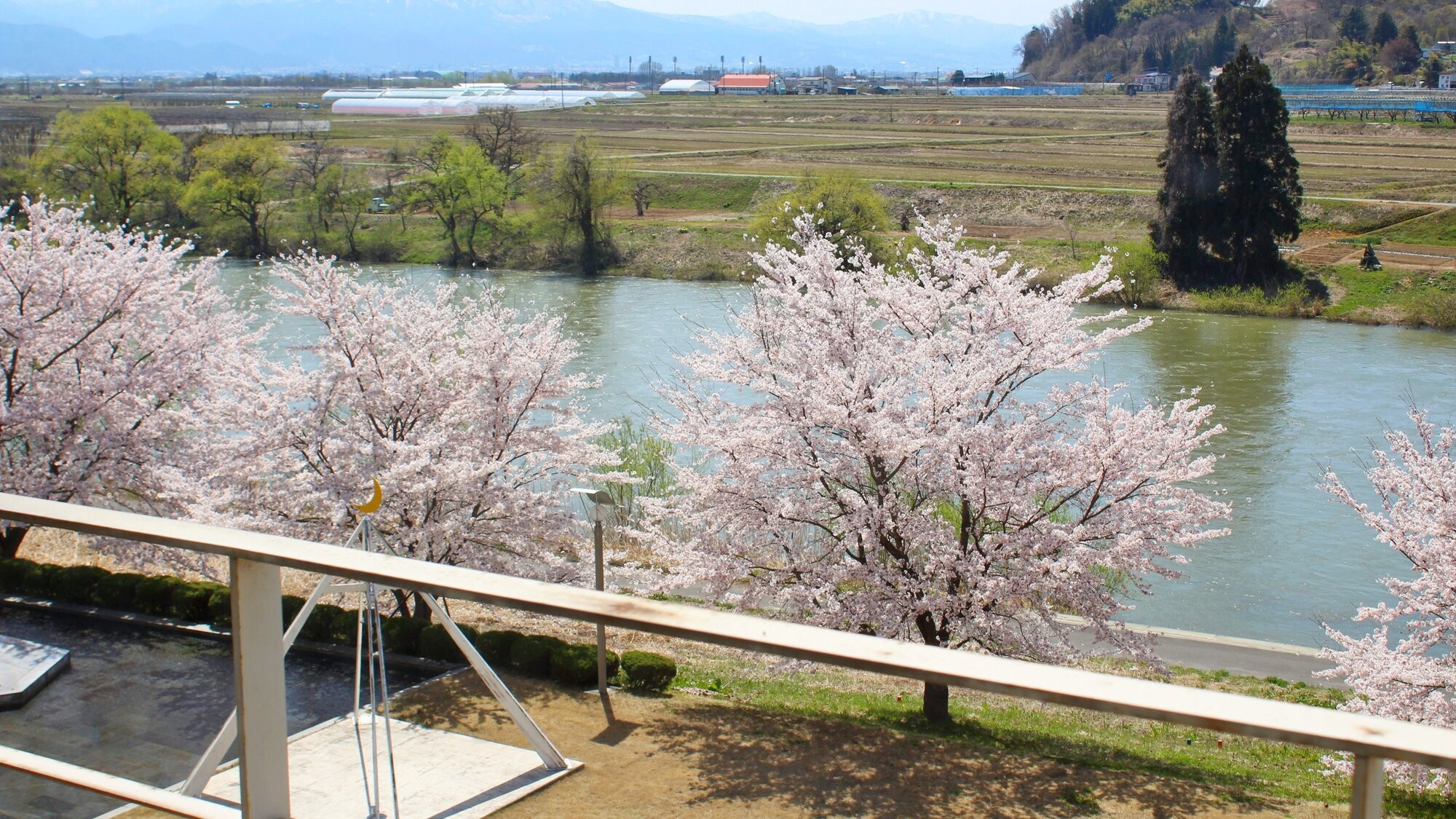 ホテルから望む桜並木！