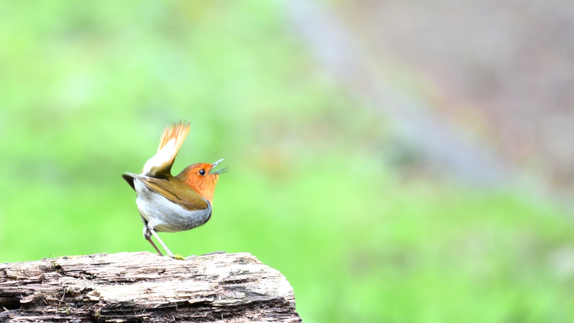 【5月限定】新緑の利尻温泉旅“あわび付”利尻海鮮膳／1泊2食付き