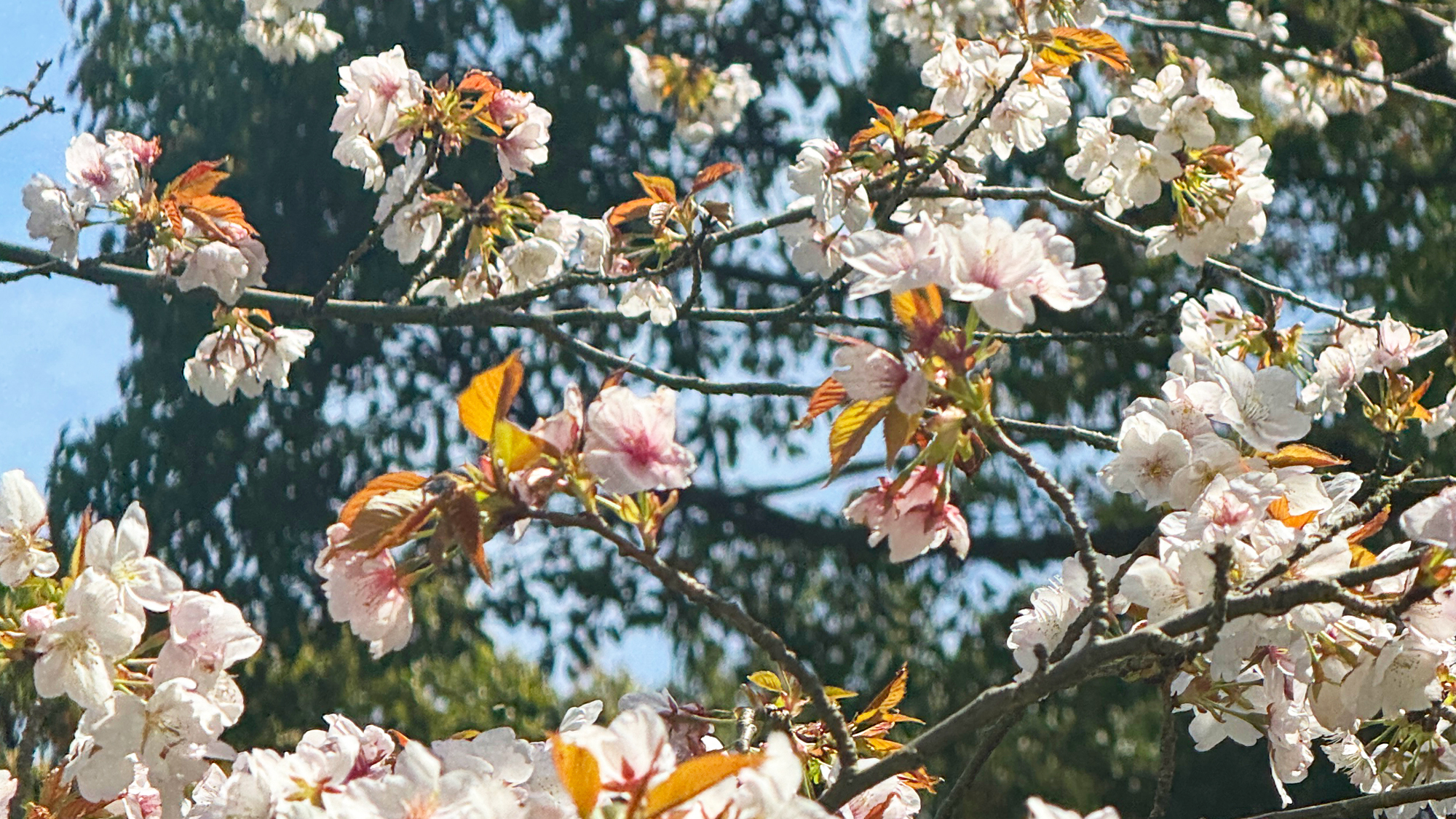 【四千坪の庭園】春　山桜