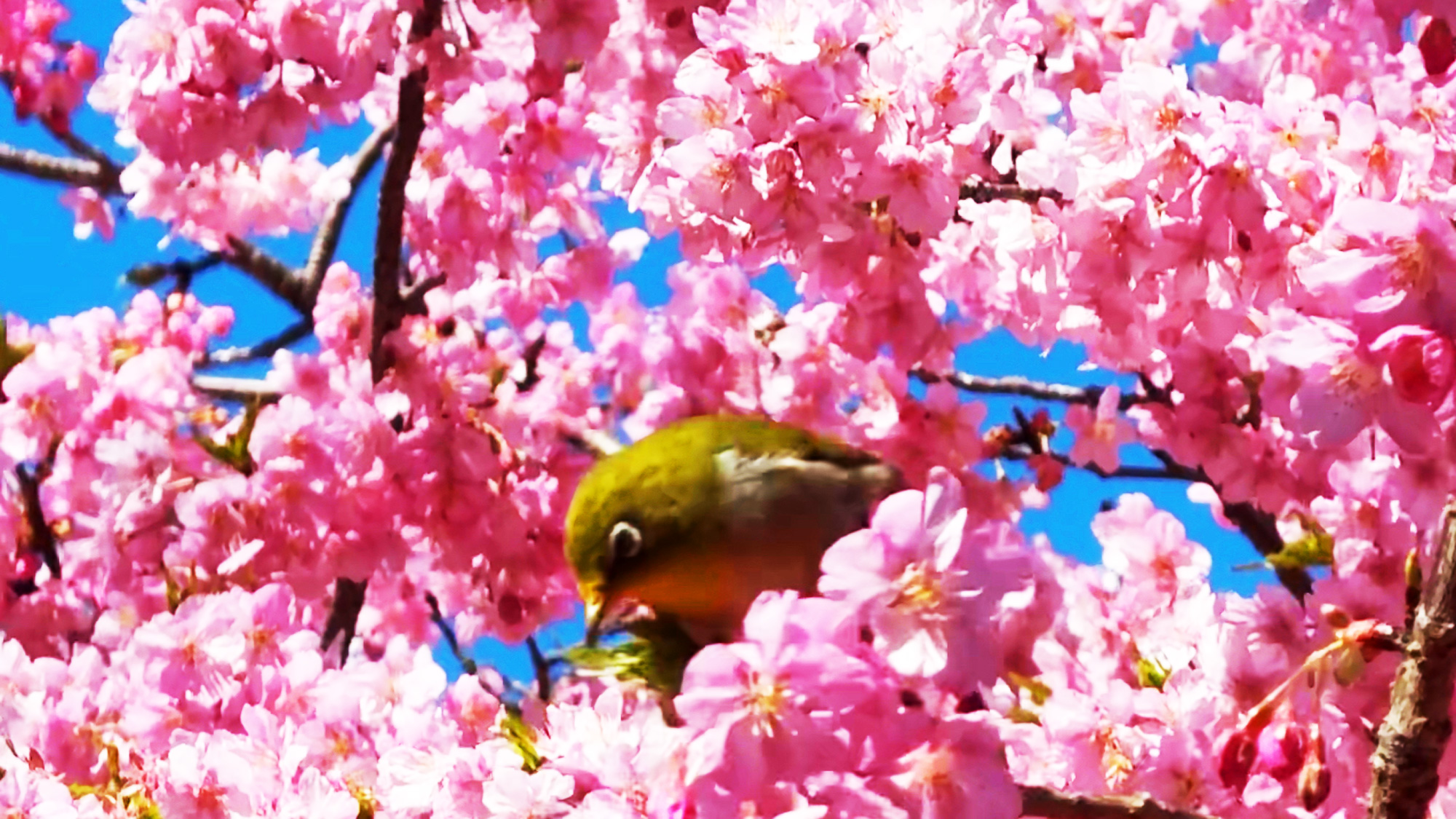 庭園奥に咲く河津桜（20240216撮影）