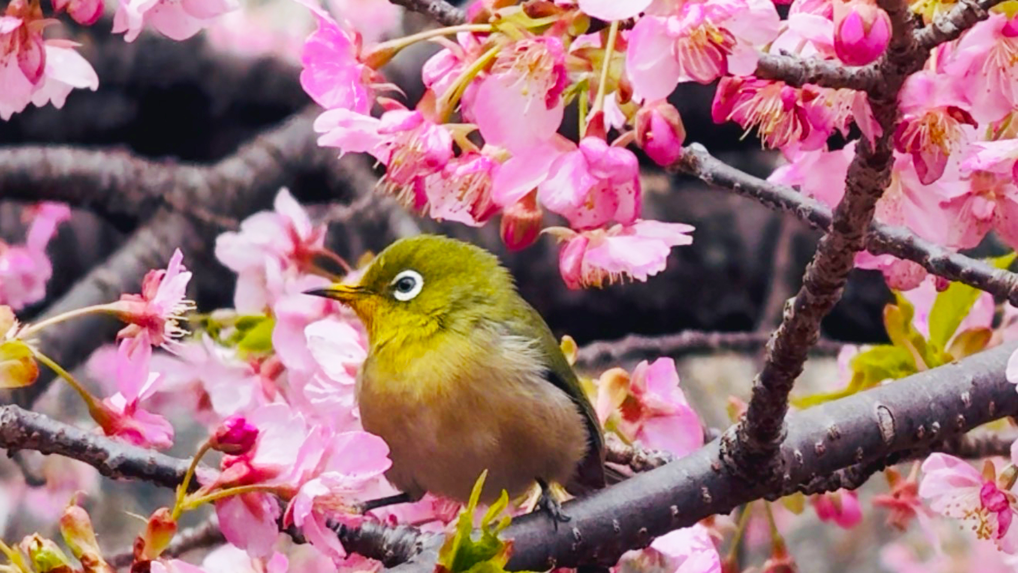 河津桜とメジロ