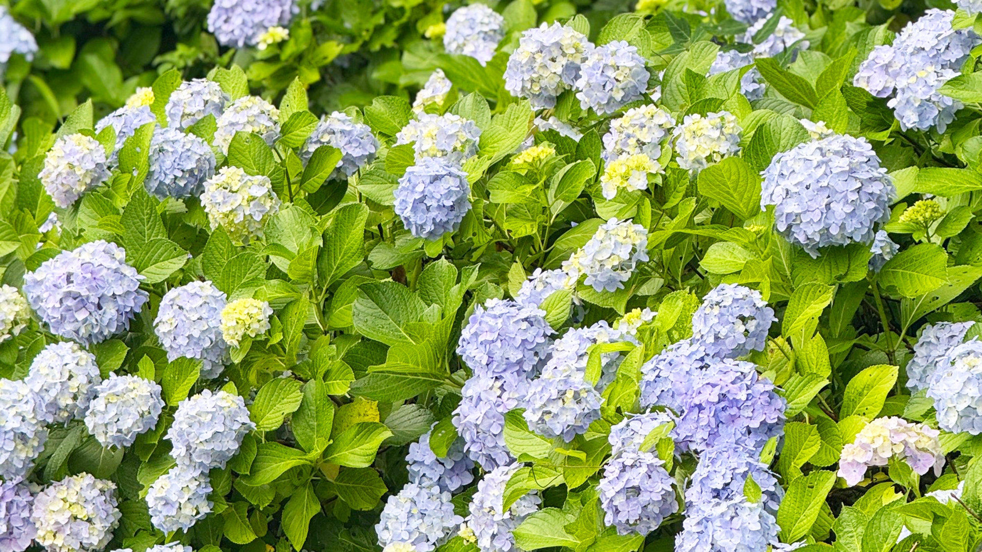 【四千坪の庭園】庭園に咲く紫陽花